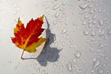 red and yellow maple leaf with shadow on silver or grey background with rain drops. Fall consent 