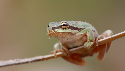 I share with you the very beautiful frames of the green tree frog in the nature environment
