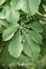Background from green leaves of chestnut. Abstraction from greening plants. Backdrop, substrate, texture for postcards, presentations, screensavers, captions, inscriptions or desktop wallpaper.