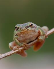 I share with you the very beautiful frames of the green tree frog in the nature environment

