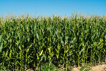 Maisfeld mit Silomais