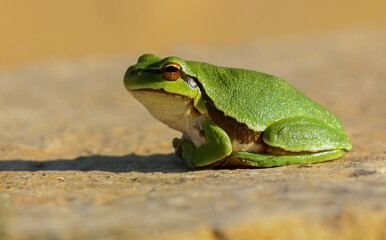 I share with you the very beautiful frames of the green tree frog in the nature environment
