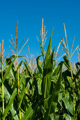 Obraz premium Maisfeld mit Silomais