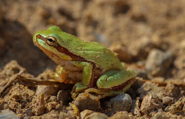 I share with you the very beautiful frames of the green tree frog in the nature environment
