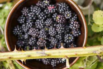 Thorny harvest, blackberries (Rubus sectio rubus) Rosaceae family. Hanover, Germany.