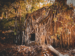 roots in the forest over the abandoned house