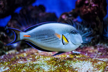 Fototapeta na wymiar Sohal Surgeonfish underwater