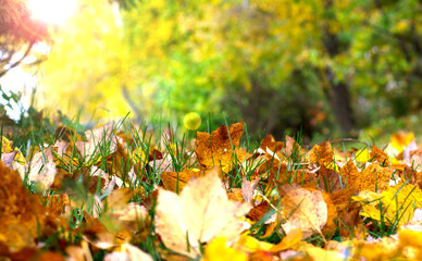 Autumn yellow and brown leaves on ground. Fall sunny blurred background.