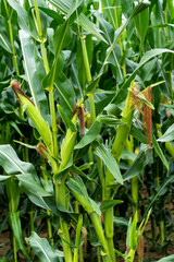 Maisfeld mit Silomais