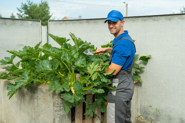 Man takes care of his zucchini on compost in his garden