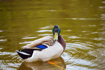 Obraz premium A close-up mallard duck swims and peels feathers with its beak. Natural photography with wild birds. Beauty in nature. Warm spring day