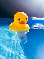 Low angle view of yellow rubber duck floating in backyard swimming pool on a sunny day