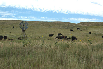 Cattle Ranching in the Sandhills of Western Nebraska