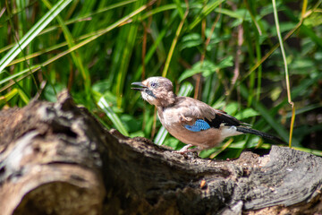 Jay feeding