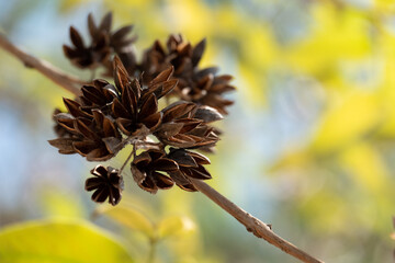 Dry split fruit of salao tree is a plant in the family Lythraceae.