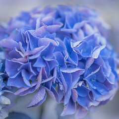 purple hydrangea flower close-up on white background