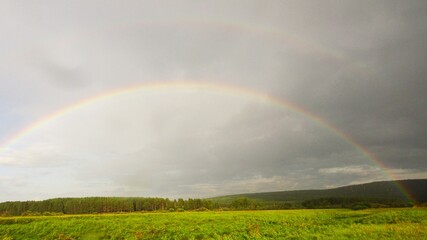 Fototapeta premium The rainbow over the pine forest is the real beauty of Siberia. Light rain and a breeze perfectly complement this picture