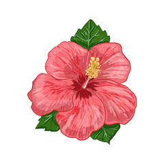 Illustration digital drawing hibiscus plant in the form of a flower and leaves on a white isolated background. High quality illustration