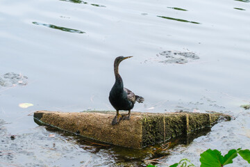 Anhinga Sunning itself on a Concrete Slab