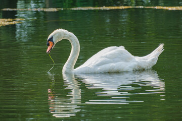 Mute Swan in Park Lagoon with Vegetation in its Mouth in New Orleans, Louisiana, USA