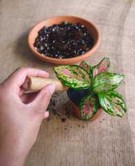 Hand potting a Chinese Evergreen pink spotted star aglaonema with small garden shovel on a wooden surface. Terracotta pot with soil in the background. Text space. Concepts for planting, plant parent.