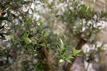 mediterranean olive trees garden in the day light