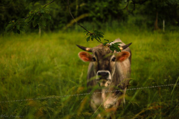 cow in the field