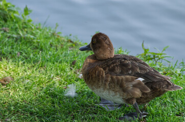 A Female Greater Scaup (Aythya Marila) near Water