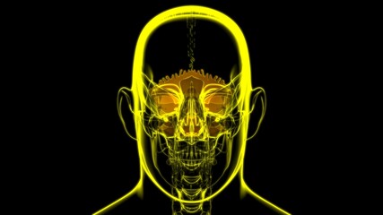 Human Skeleton Skull Occipital Bone Anatomy For Medical Concept