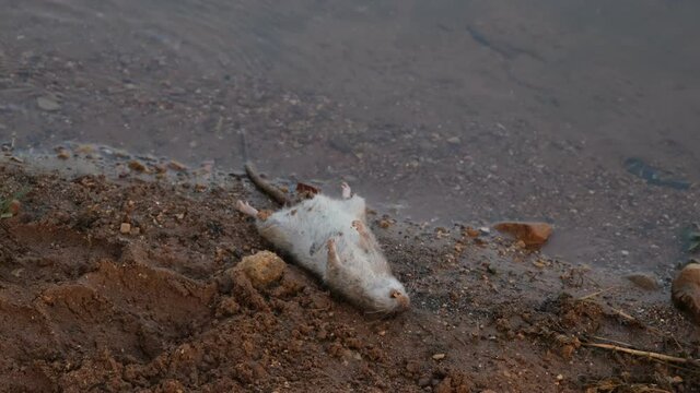 dead rat, a dead big mause washed up on the beach, near lake