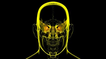 Human Skeleton Skull Sphenoid Bone Anatomy For Medical Concept © mybox