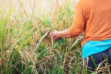 The traditional way women farmer harvesting rice in rice field in Yogyakarta Province