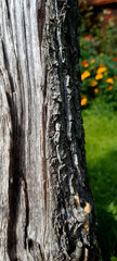 Fototapeta premium Closeup texture of tree bark. Pattern of natural tree bark background. Rough surface of trunk. 