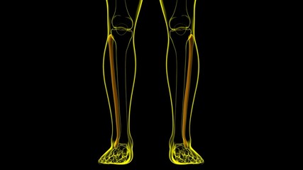 Human skeleton anatomy Fibula Bone 3D Rendering