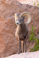Bighorn Sheep