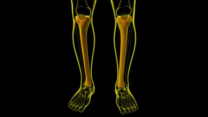 Human skeleton anatomy Tibia Bone 3D Rendering