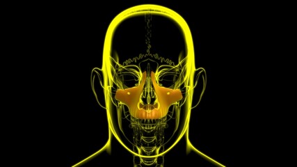Human Skeleton Skull Maxillal Bone Anatomy For Medical Concept