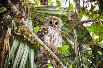 Owl perched high in a tree