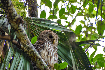 Owl perched high in a tree