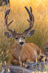 Bucks Does and Fawns