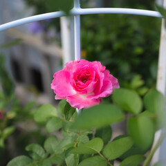 Pink Rose flower in the garden. Nature.