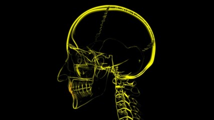 Human Teeth Incisors Anatomy 3D Illustration