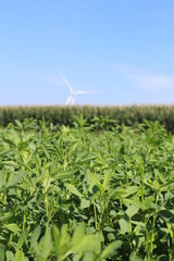Alfalfa next to cornfield