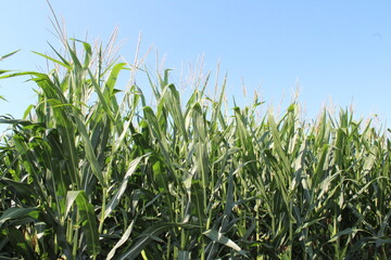 Top of Corn