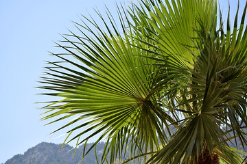 palm leaves close-up against the sky