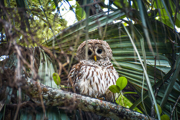 Owl perched high in a tree