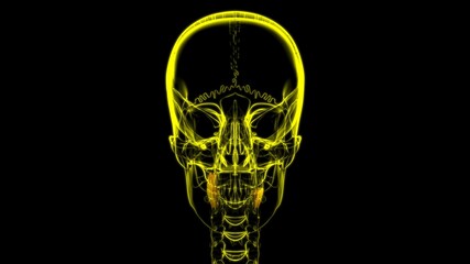 Human Teeth Molars Anatomy 3D Illustration