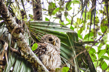 Owl perched high in a tree