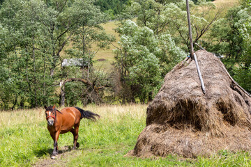 Horse in the pasture