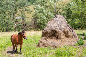 Fototapeta na wymiar Horse in the pasture